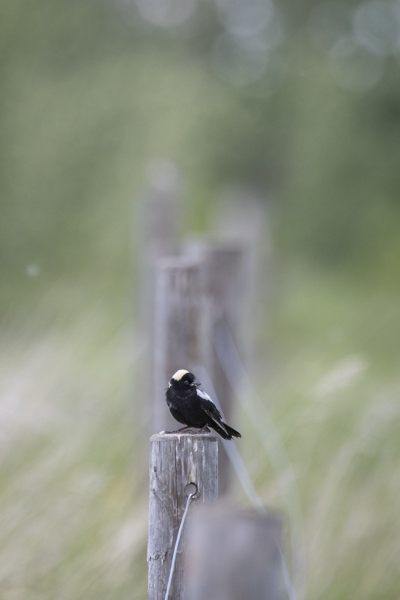 Bobolink - Jameson Koehn