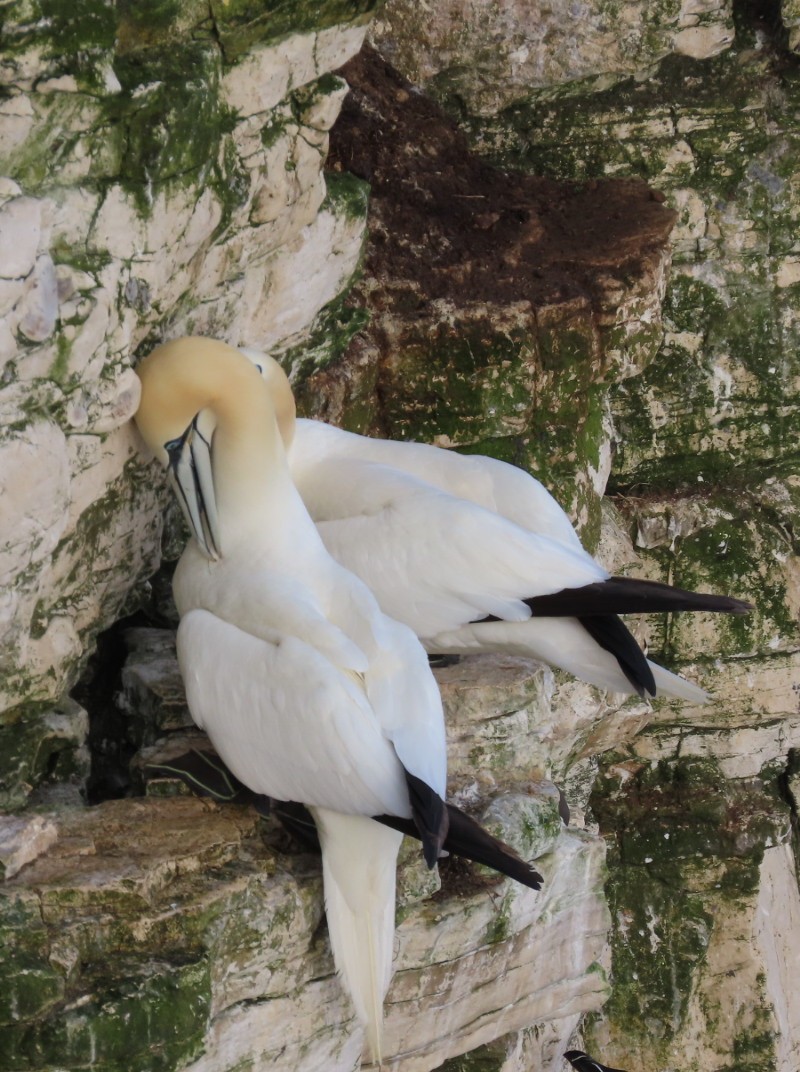 Northern Gannet - ML620446000