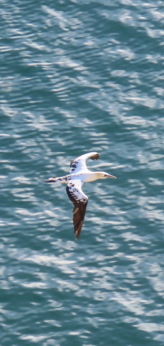 Northern Gannet - ML620446001