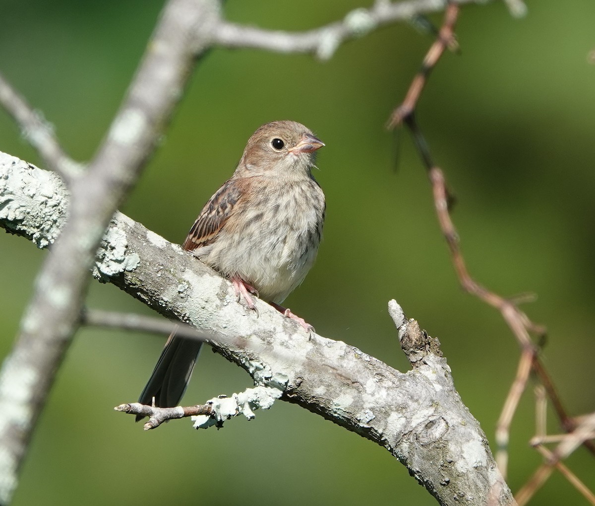Field Sparrow - ML620446003