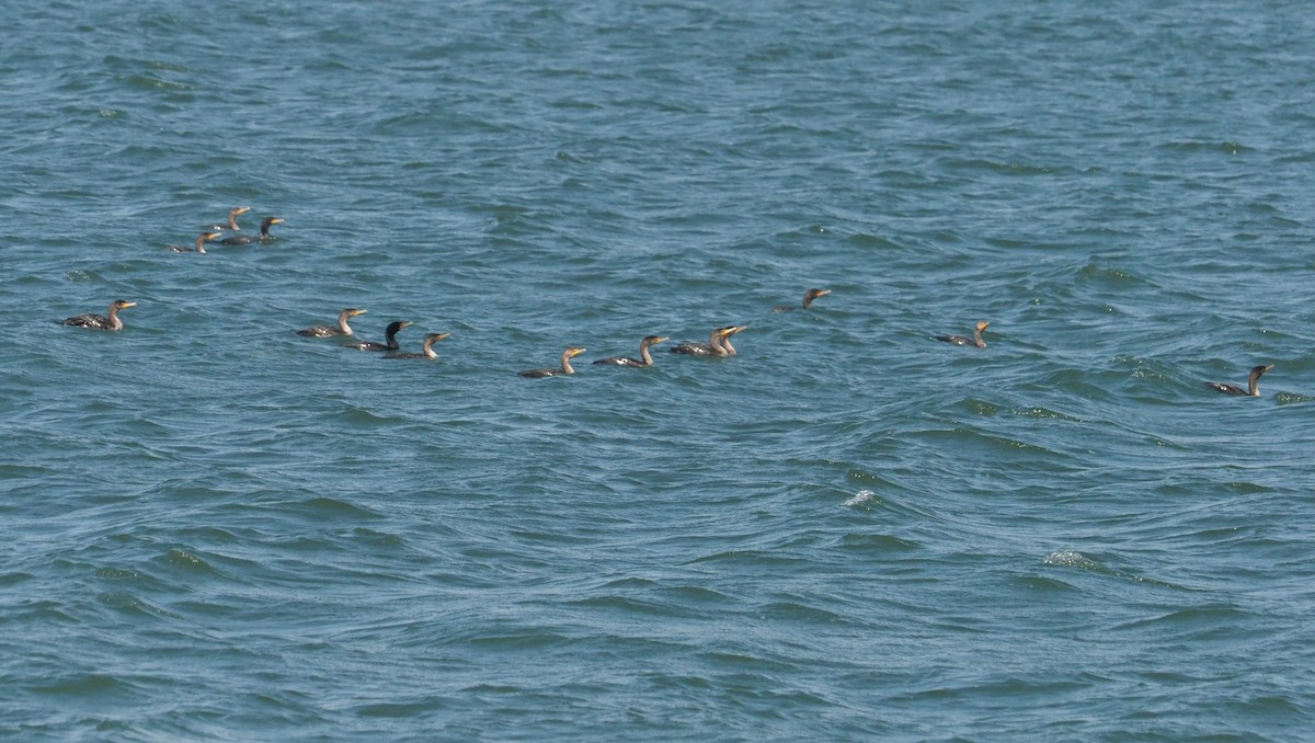 Double-crested Cormorant - ML620446004