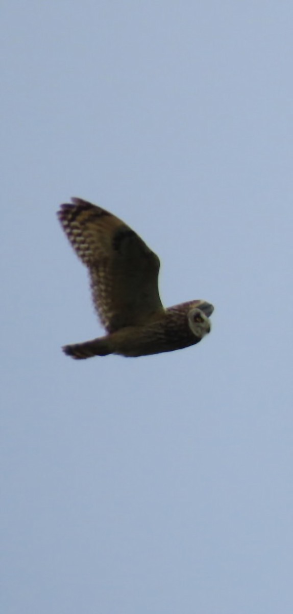 Short-eared Owl - ML620446005