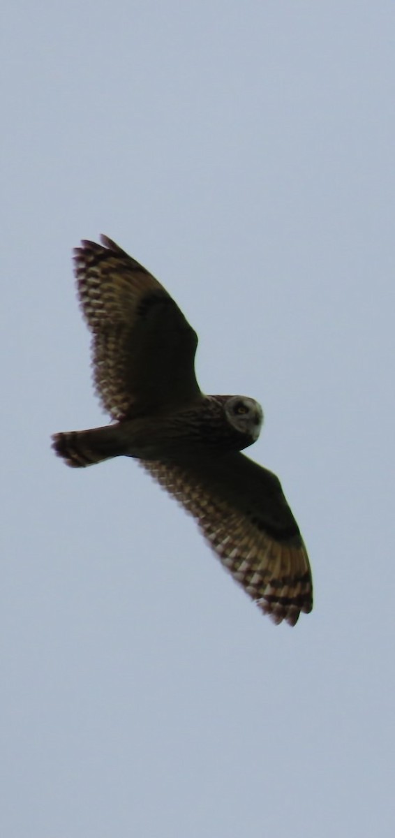 Short-eared Owl - ML620446007