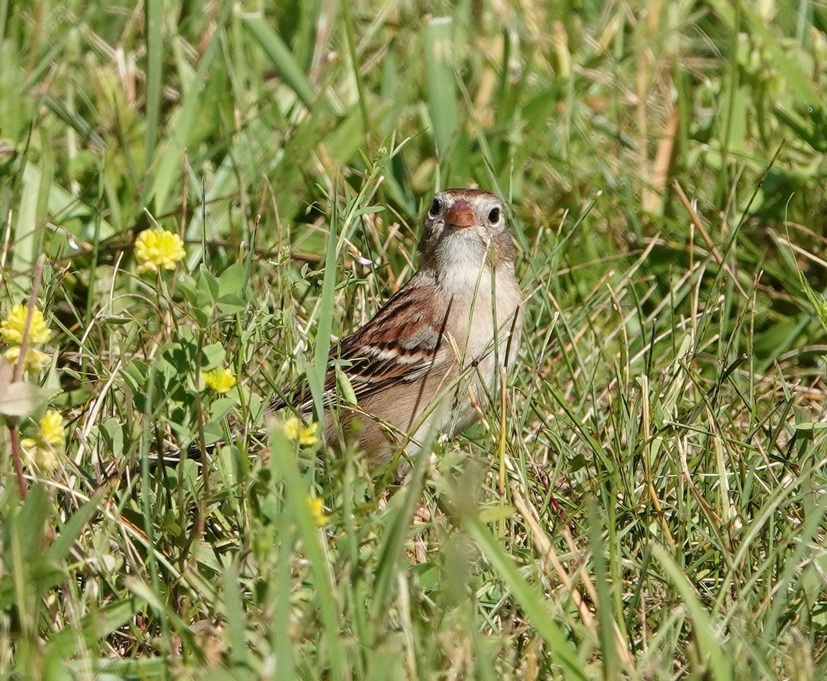 Field Sparrow - ML620446008