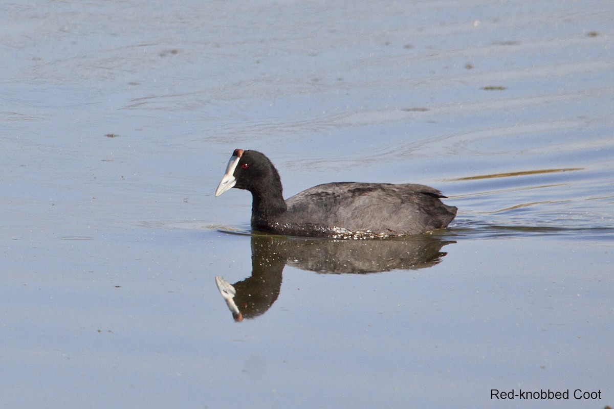 Red-knobbed Coot - ML620446009
