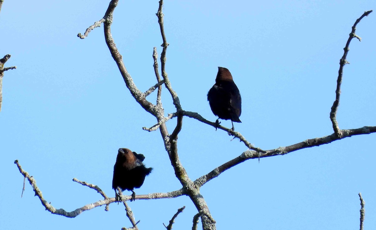 Brown-headed Cowbird - ML620446010