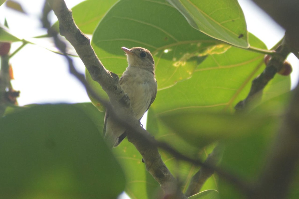 Asian Brown Flycatcher - ML620446016