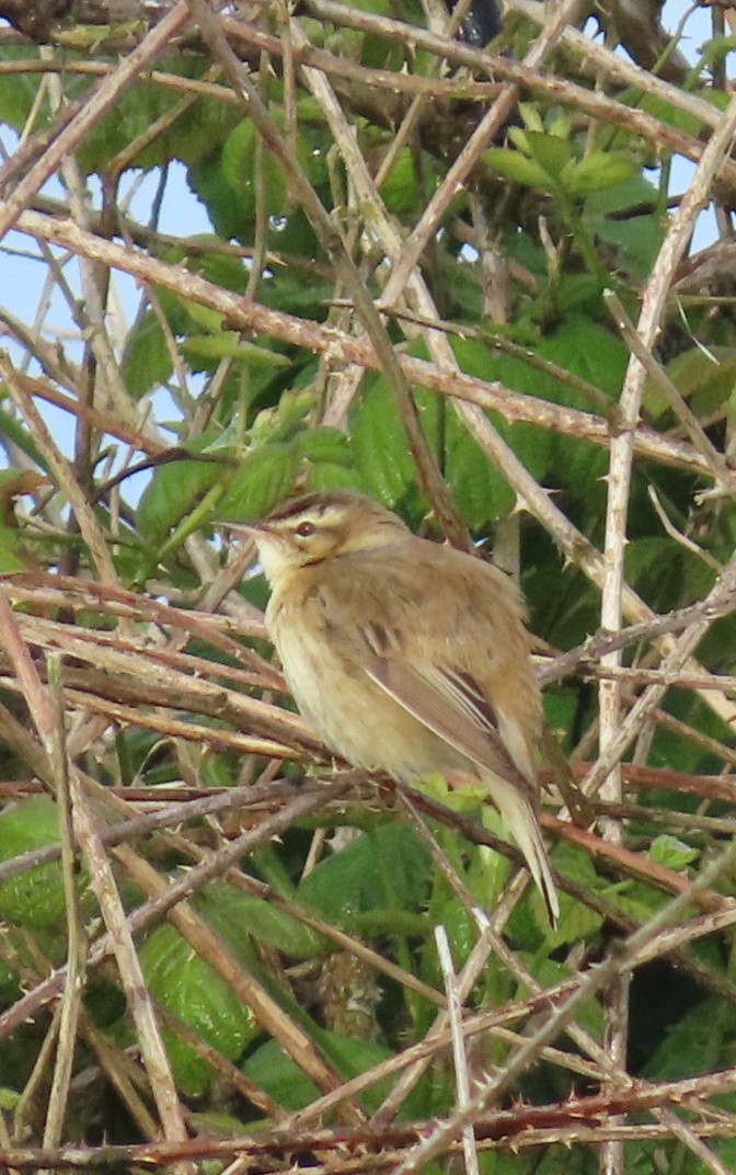 Sedge Warbler - Paul Cole