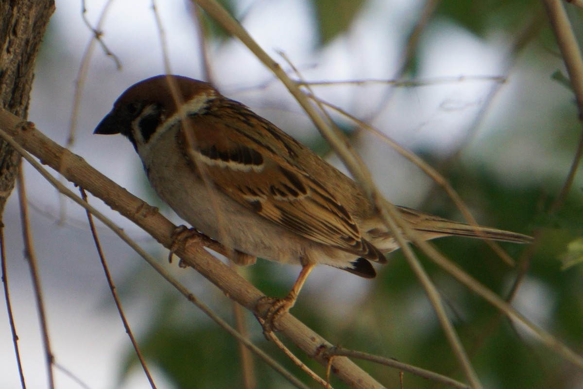 Eurasian Tree Sparrow - ML620446027