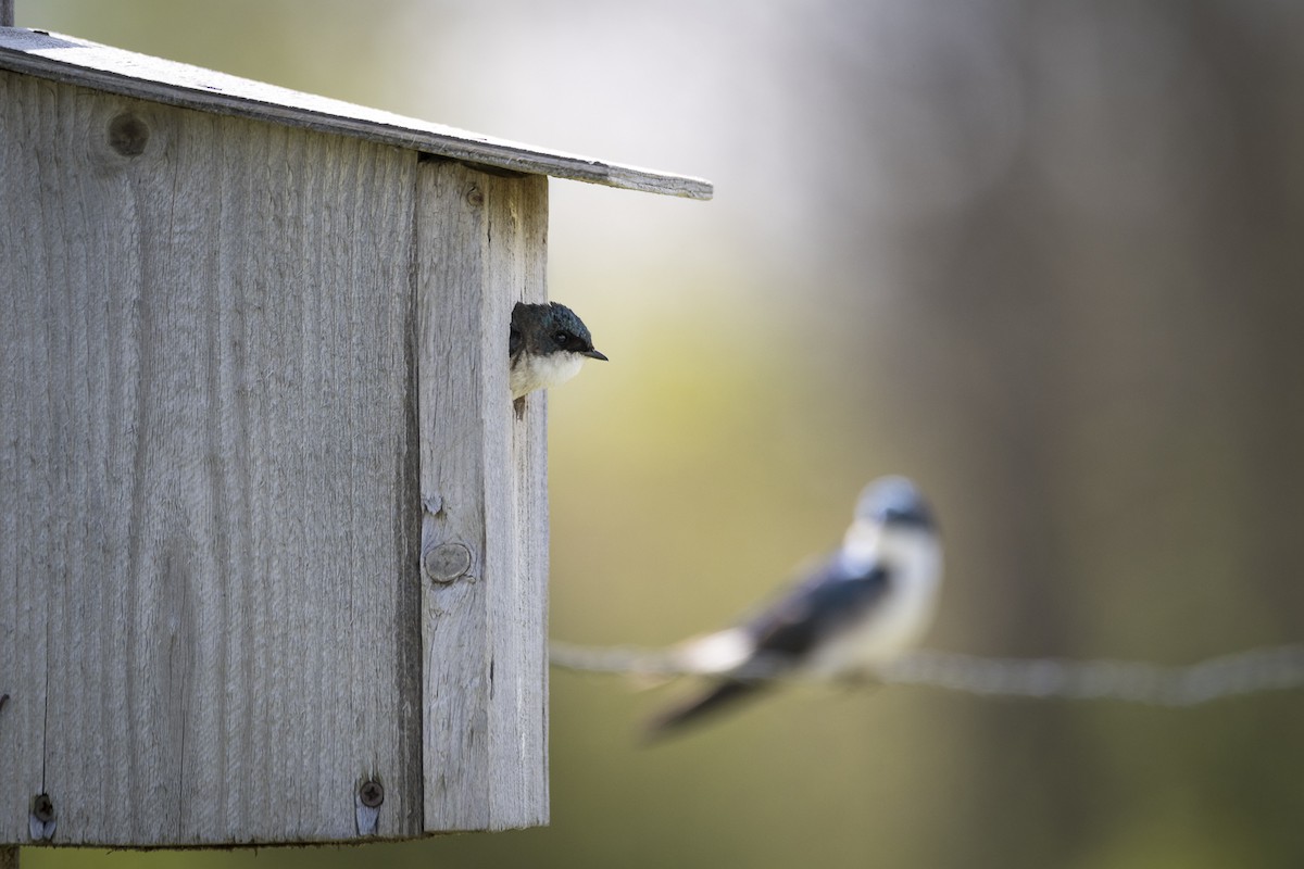 Tree Swallow - ML620446028