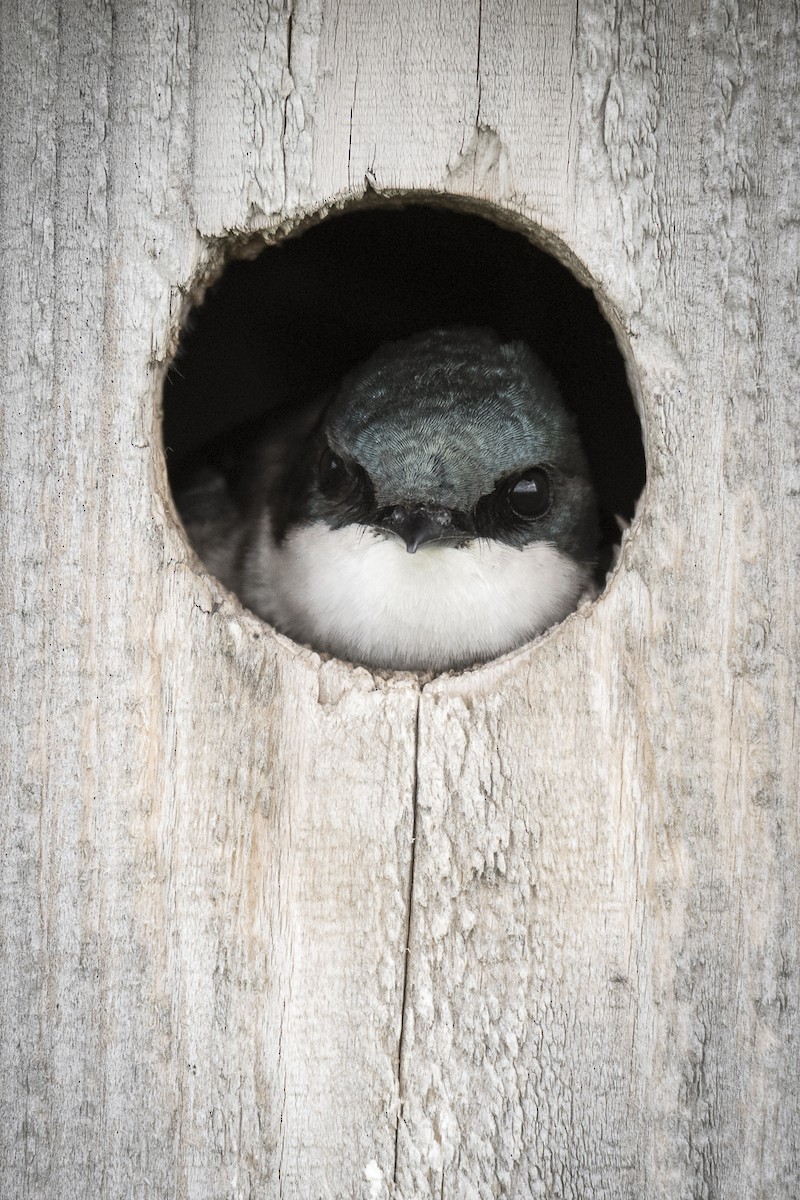 Tree Swallow - ML620446030