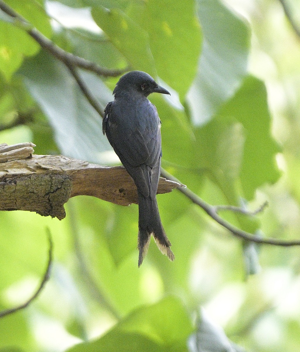 Drongo Cenizo - ML620446033