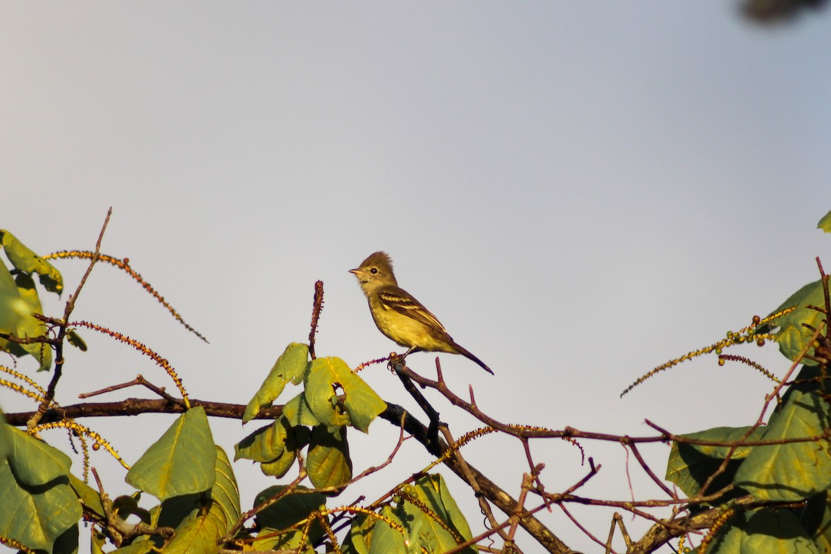 Yellow-bellied Elaenia - ML620446044