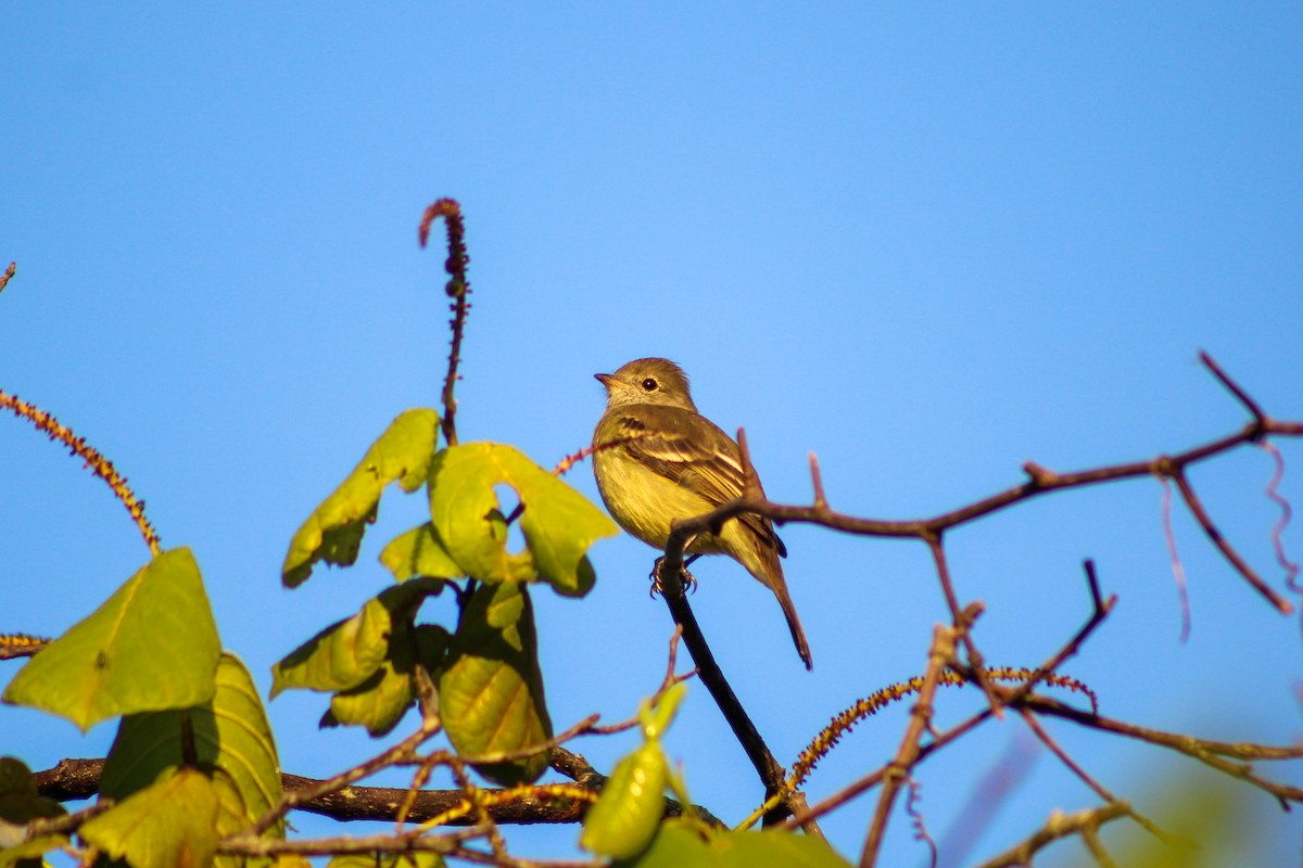 Yellow-bellied Elaenia - ML620446048