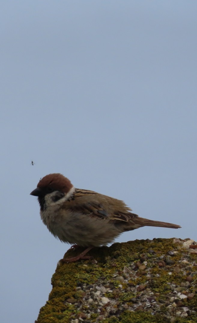 Eurasian Tree Sparrow - ML620446049