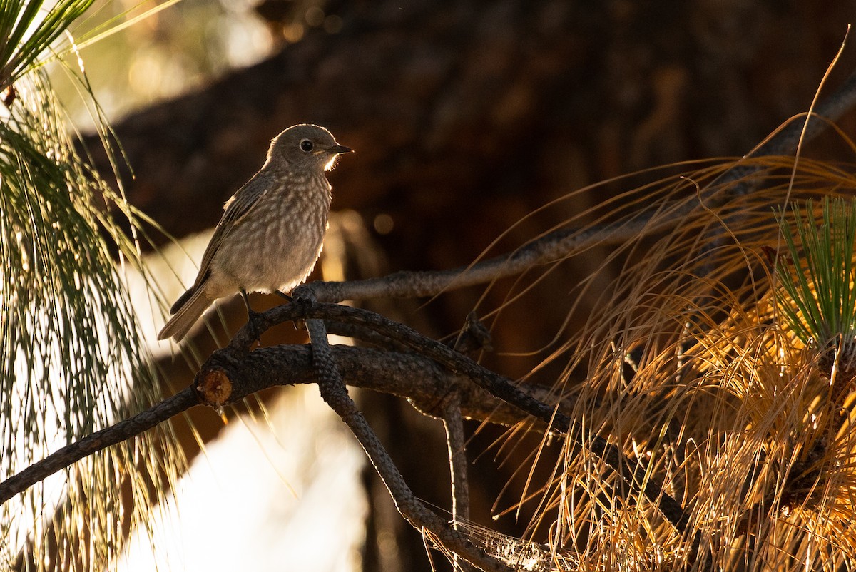 Western Bluebird - ML620446056