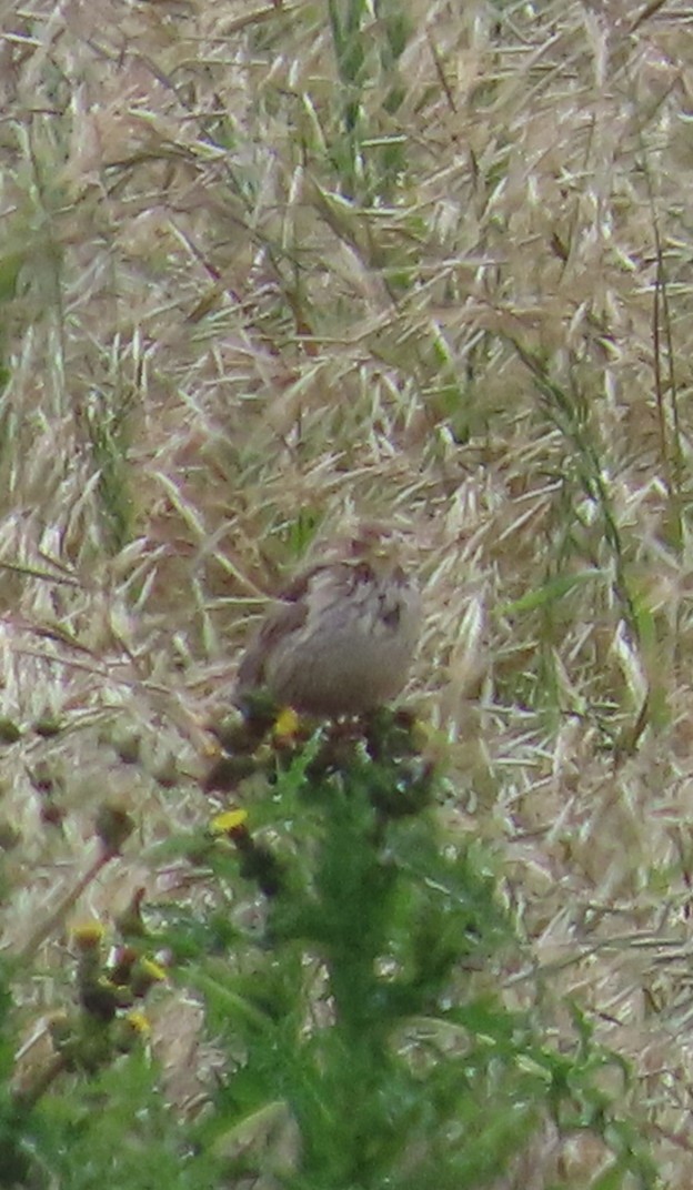 Corn Bunting - ML620446063