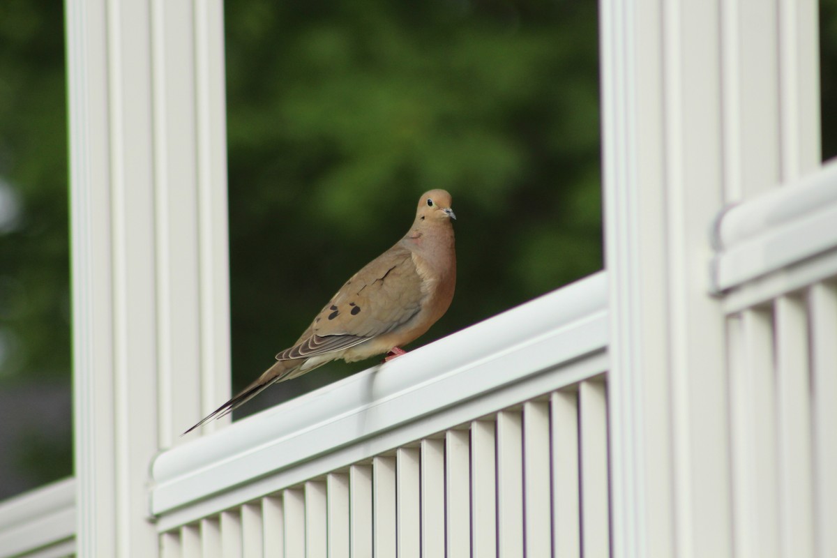 Mourning Dove - ML620446073