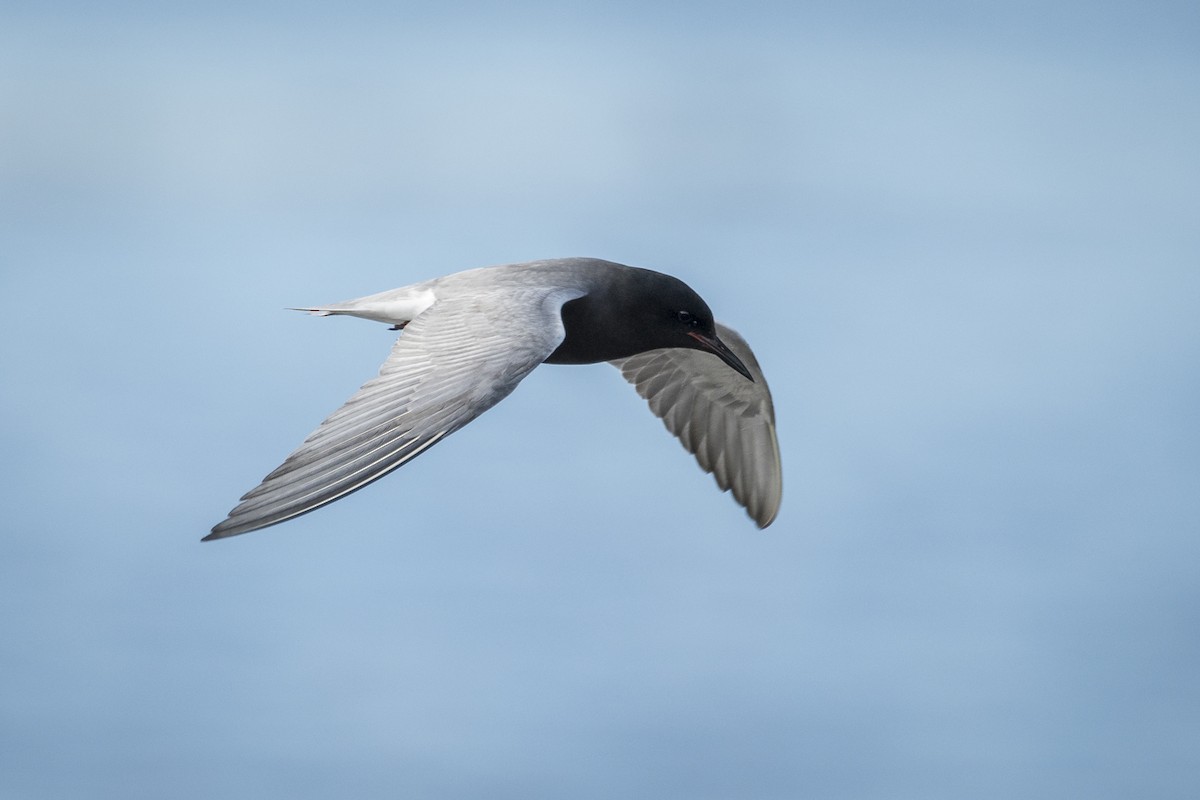 Black Tern - ML620446077