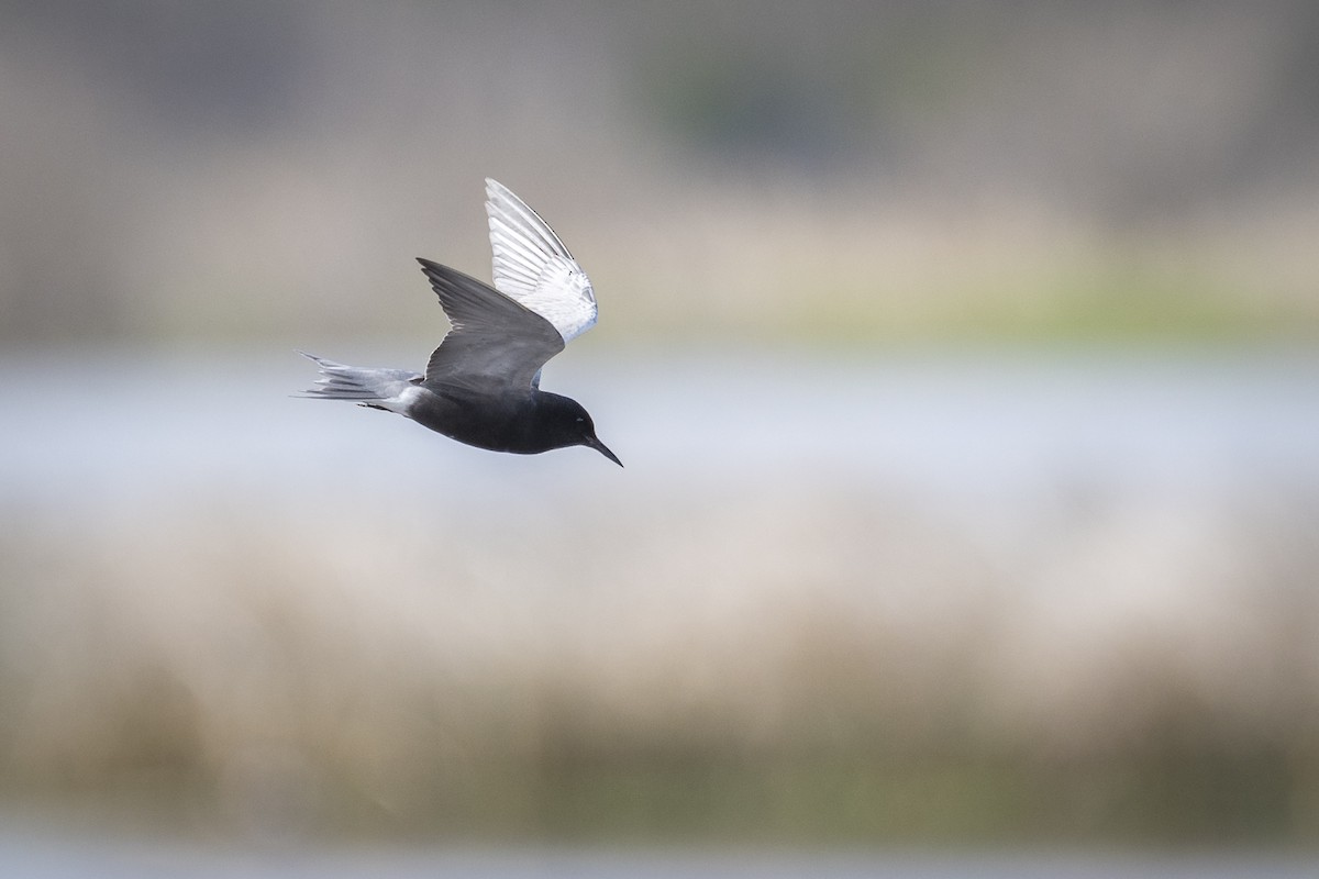 Black Tern - ML620446079