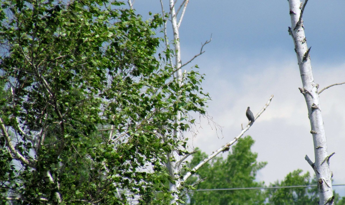 Green Heron - ML620446080