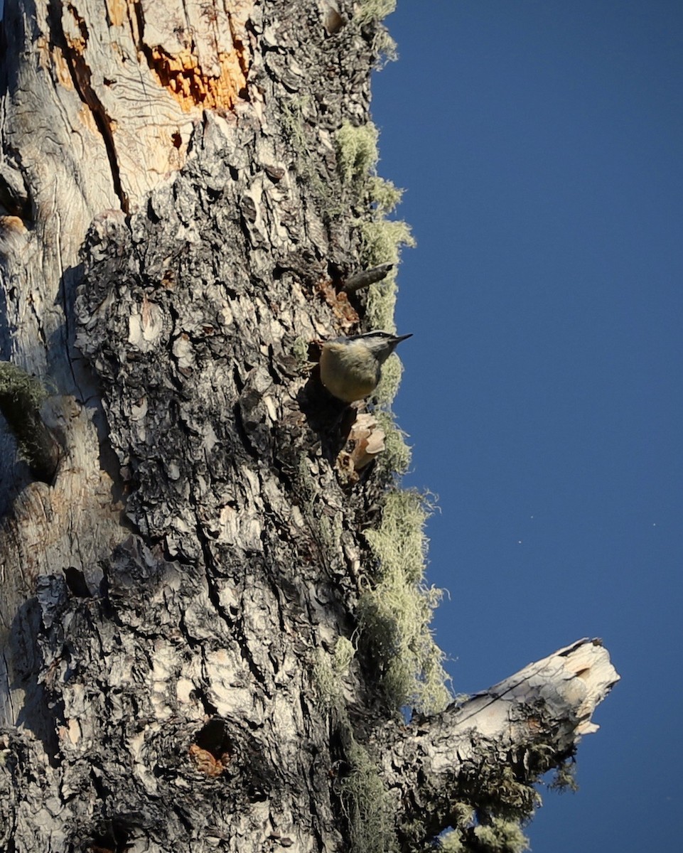 Red-breasted Nuthatch - ML620446098