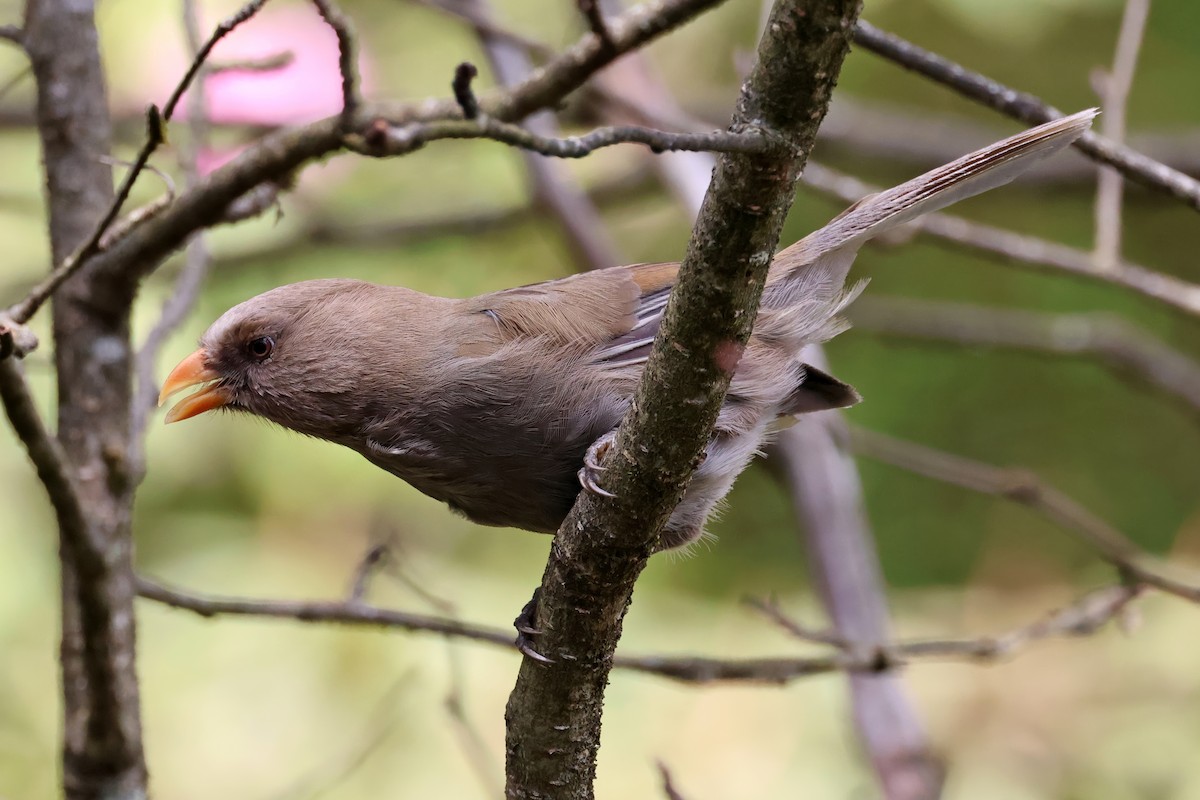 Great Parrotbill - ML620446101