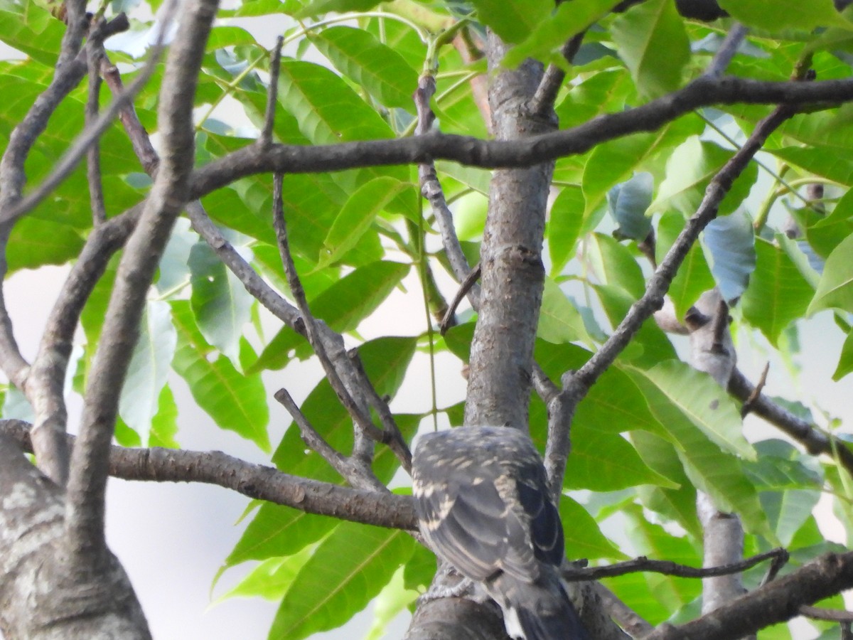 Dark-sided Flycatcher - ML620446107