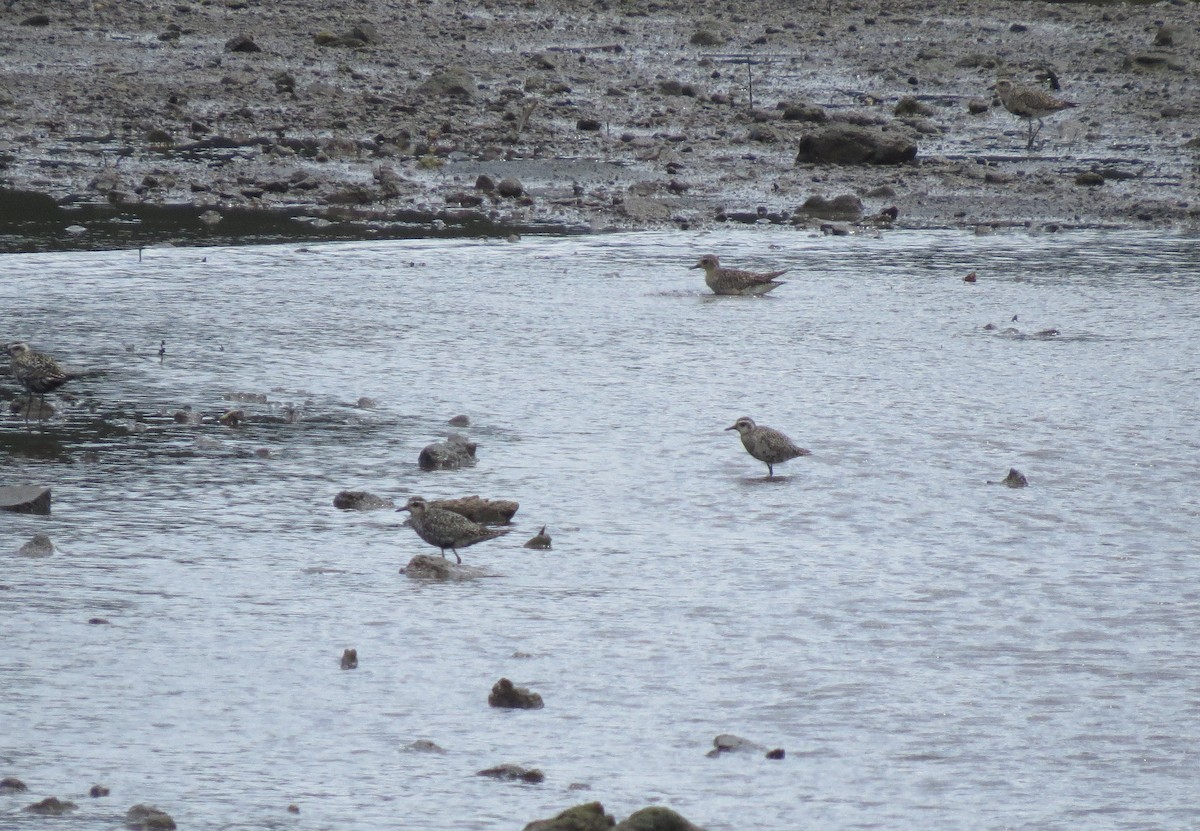 Pacific Golden-Plover - ML620446109