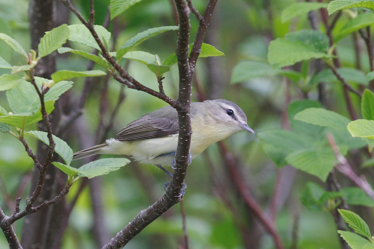 Vireo de Filadelfia - ML620446110