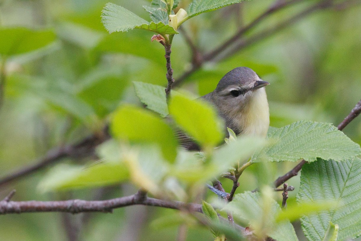 Vireo de Filadelfia - ML620446115