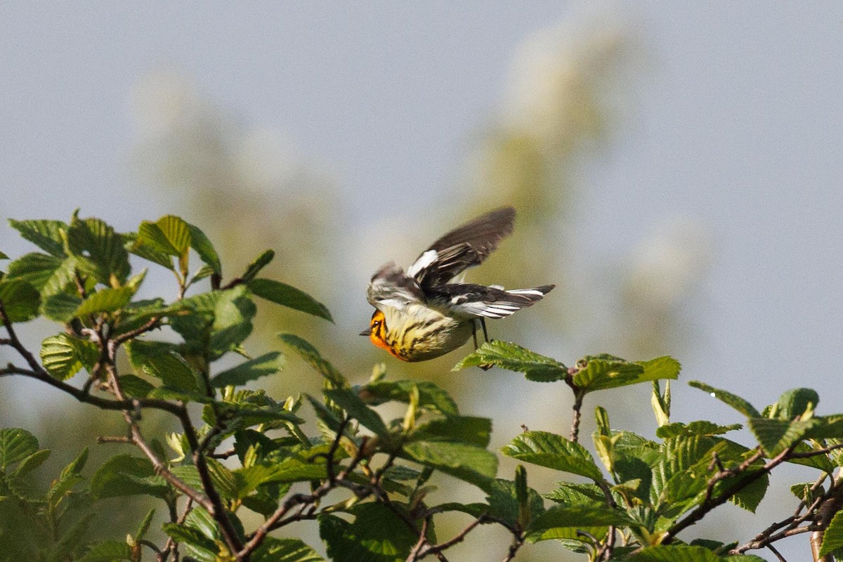 Blackburnian Warbler - ML620446120