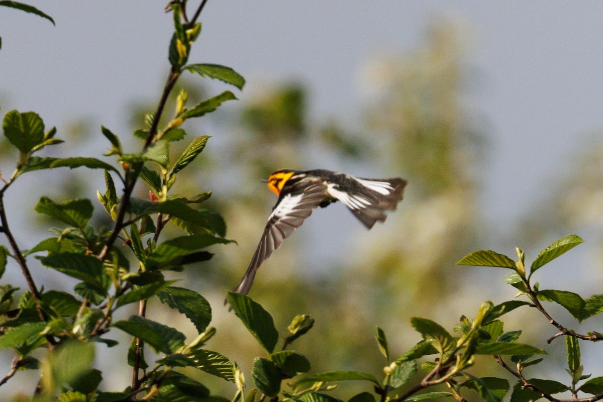 Blackburnian Warbler - ML620446122