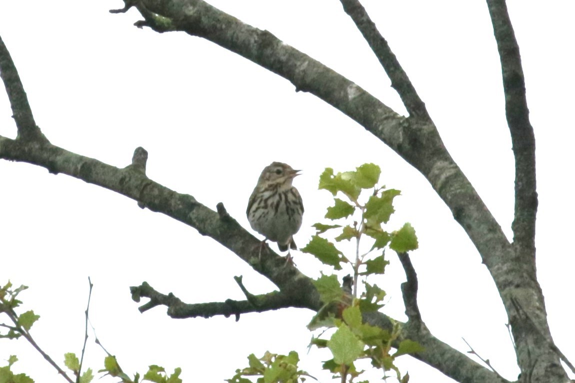 Tree Pipit - ML620446125