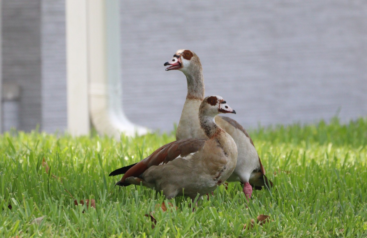 Egyptian Goose - ML620446140