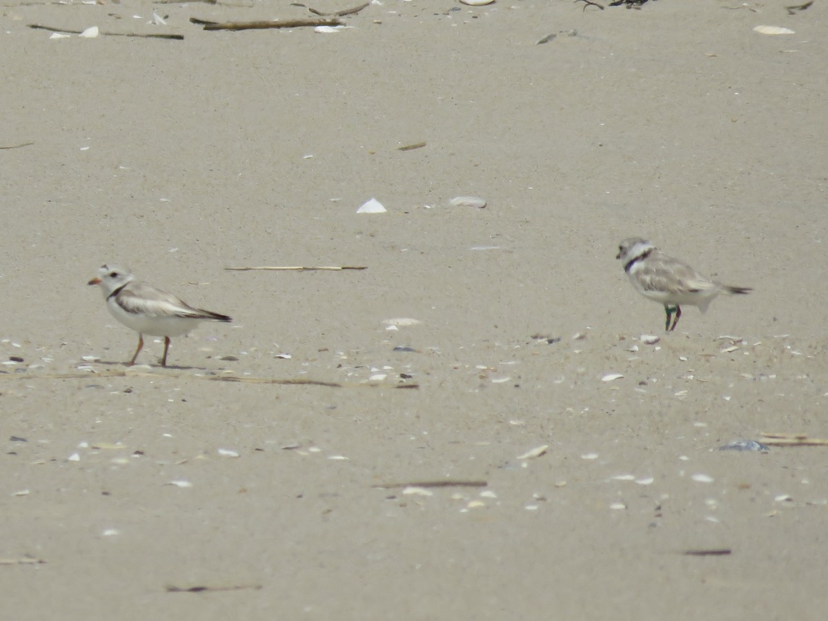Piping Plover - ML620446141