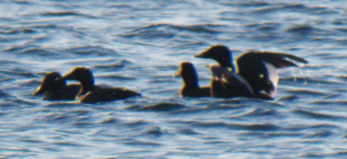 White-winged Scoter - ML620446142