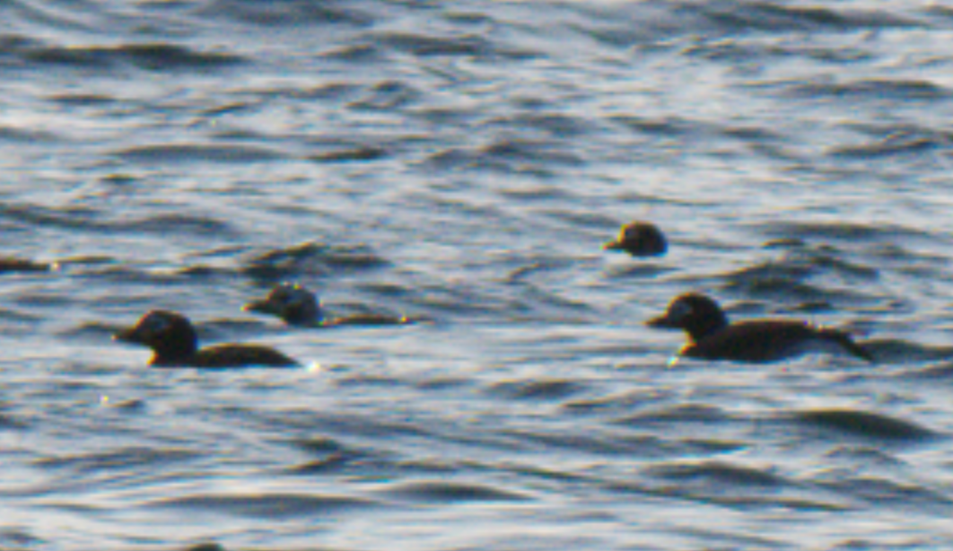 Long-tailed Duck - ML620446144