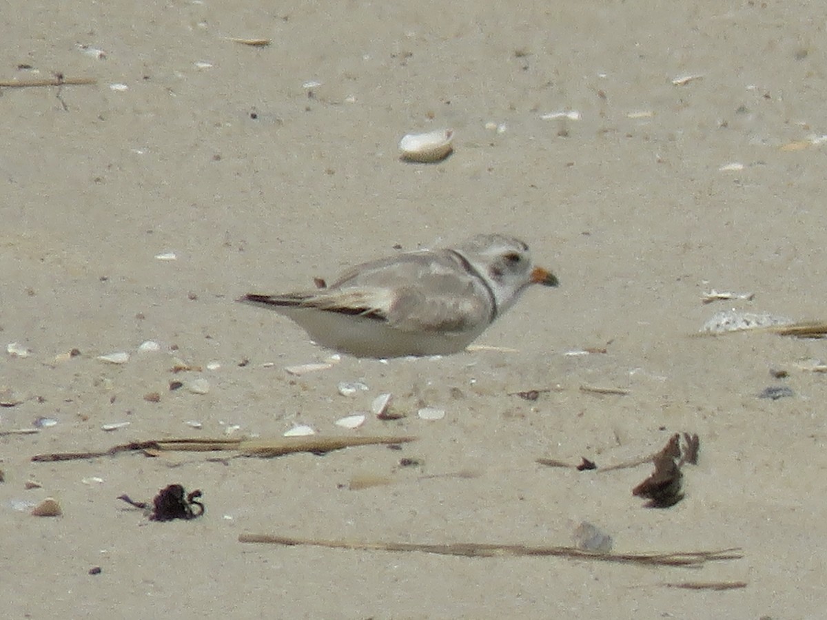 Piping Plover - ML620446145