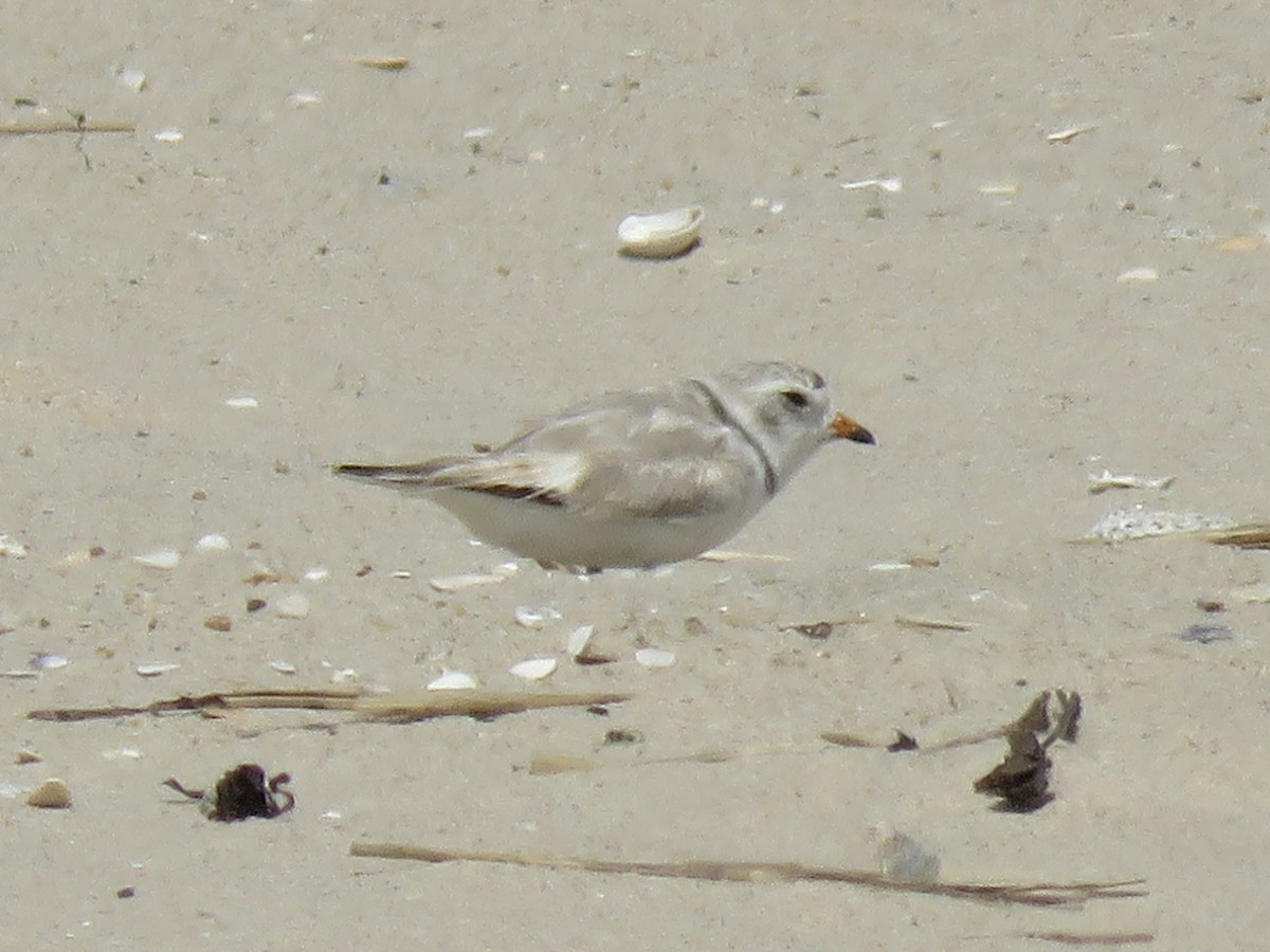 Piping Plover - ML620446146