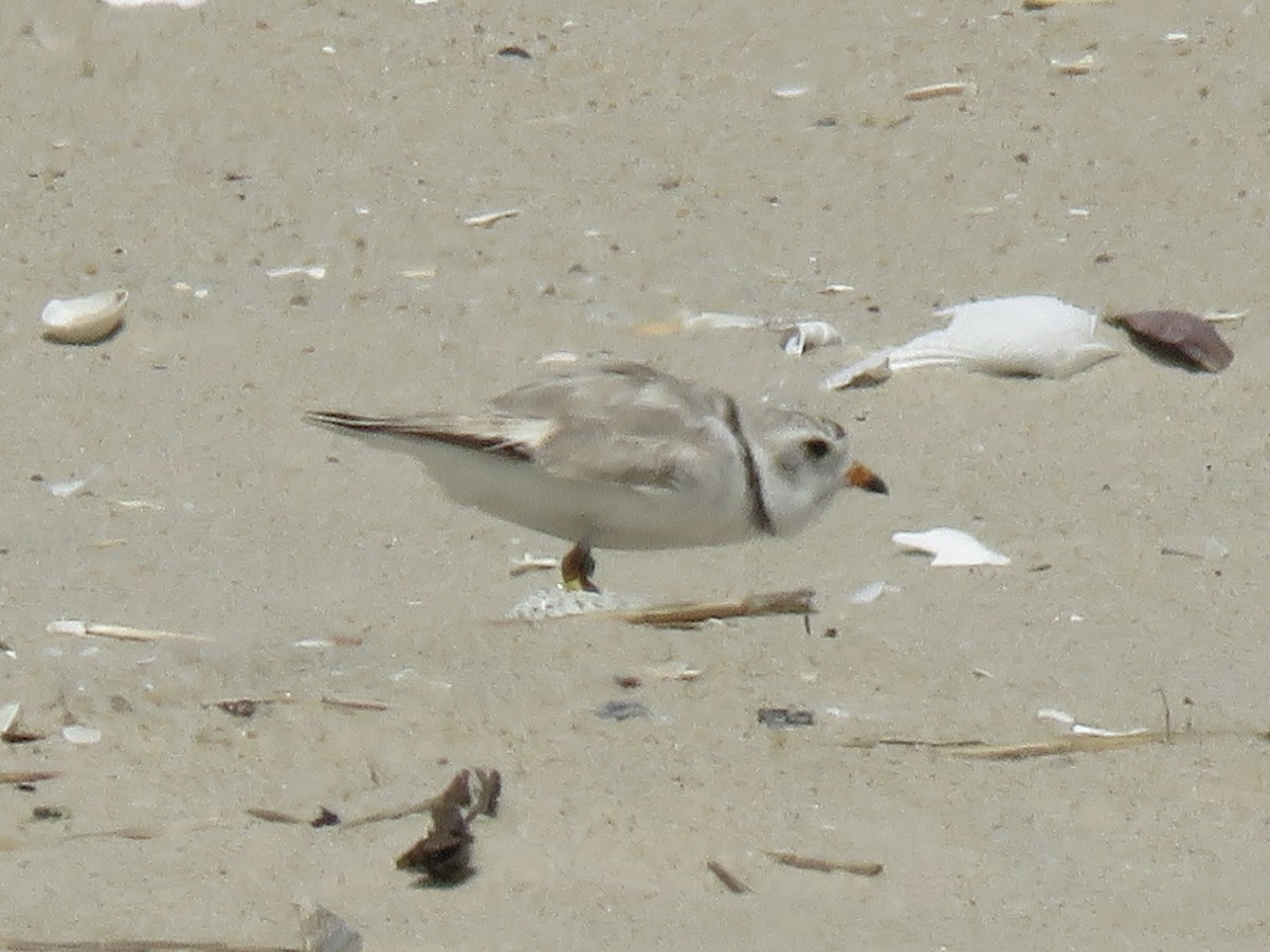 Piping Plover - ML620446147