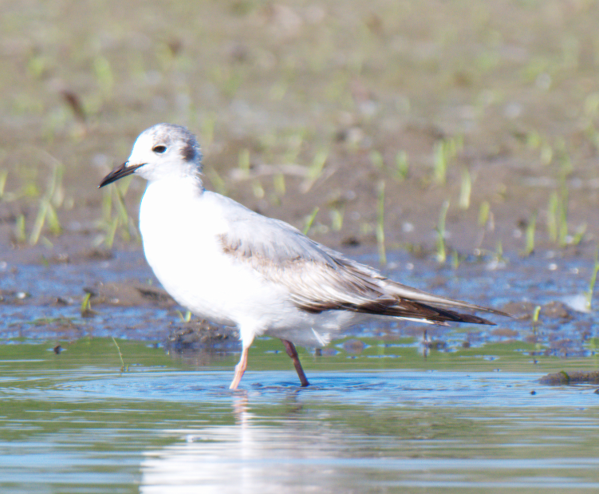 Bonaparte's Gull - ML620446148