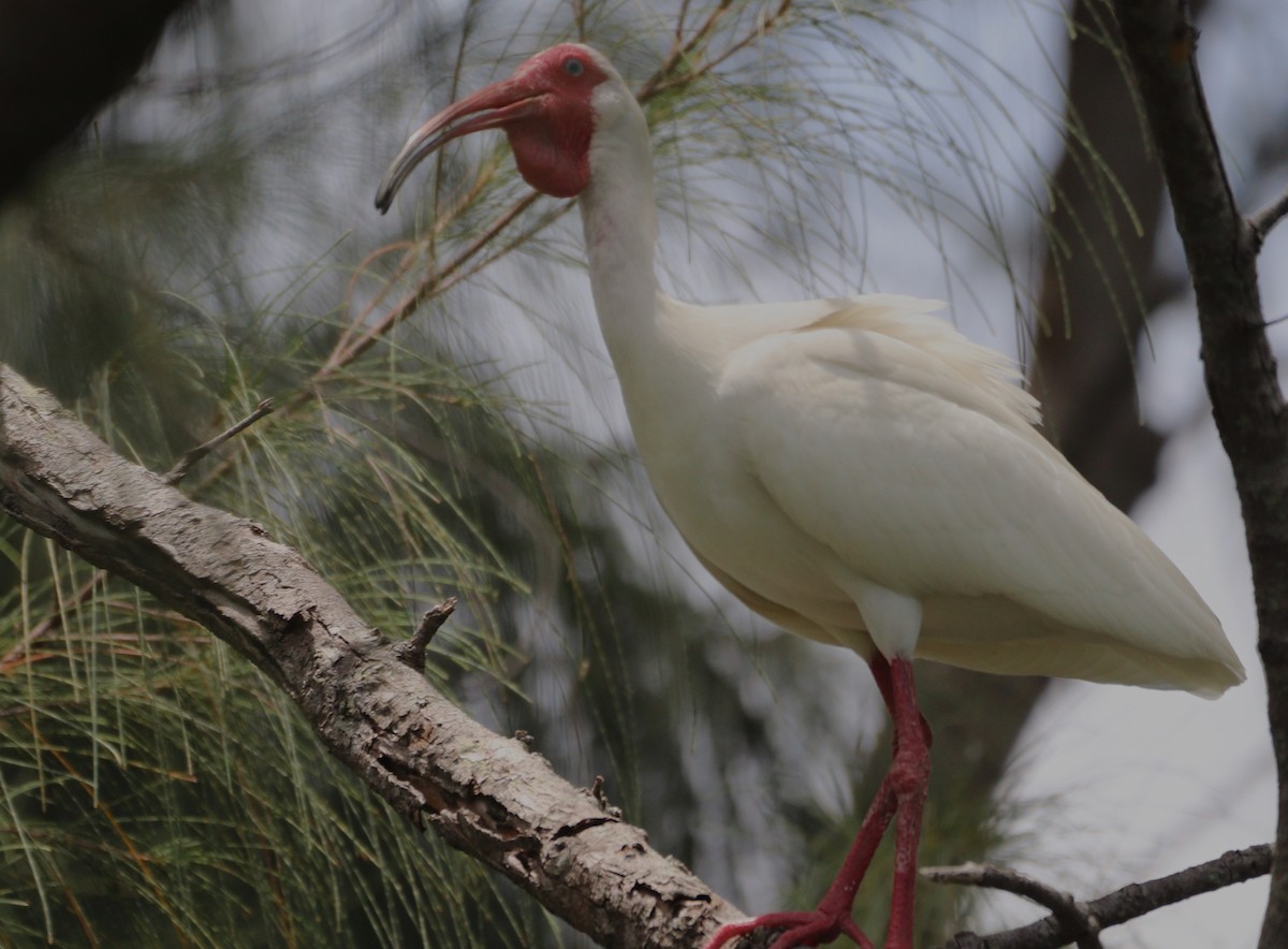 ibis bílý - ML620446149