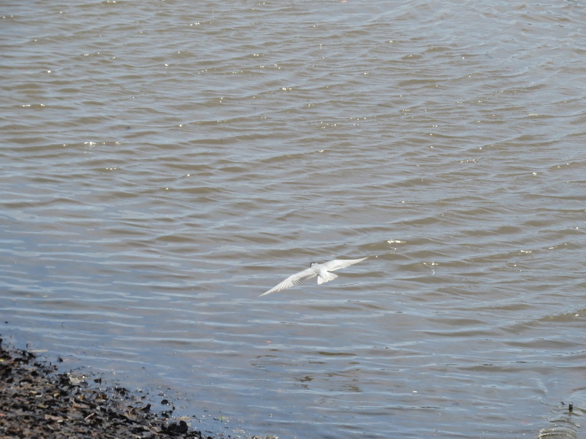 Weißbart-Seeschwalbe - ML620446152