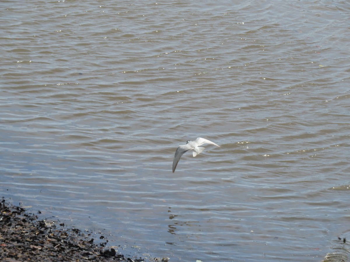 Whiskered Tern - ML620446153