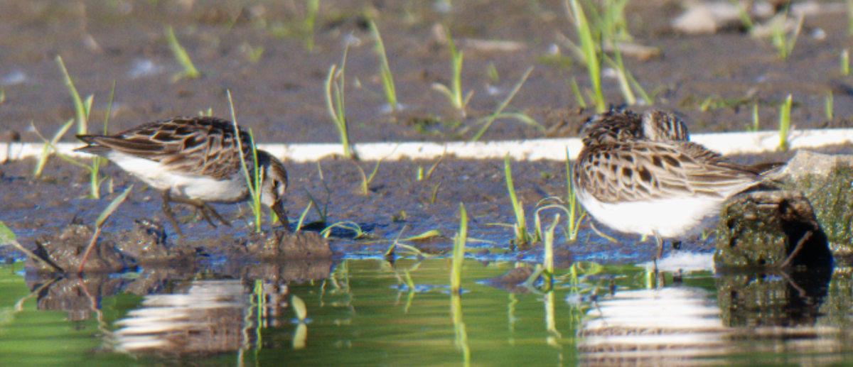 Semipalmated Sandpiper - ML620446155