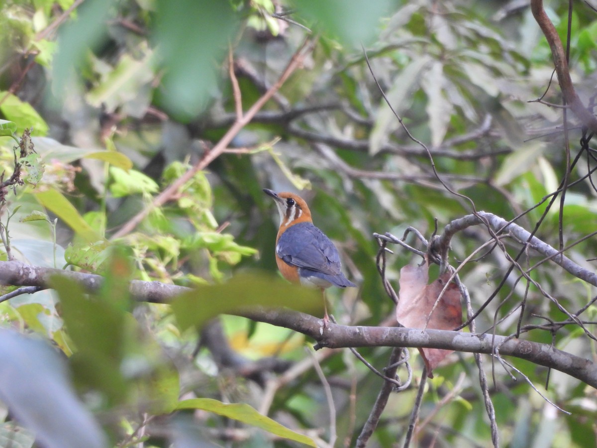 Orange-headed Thrush - ML620446163