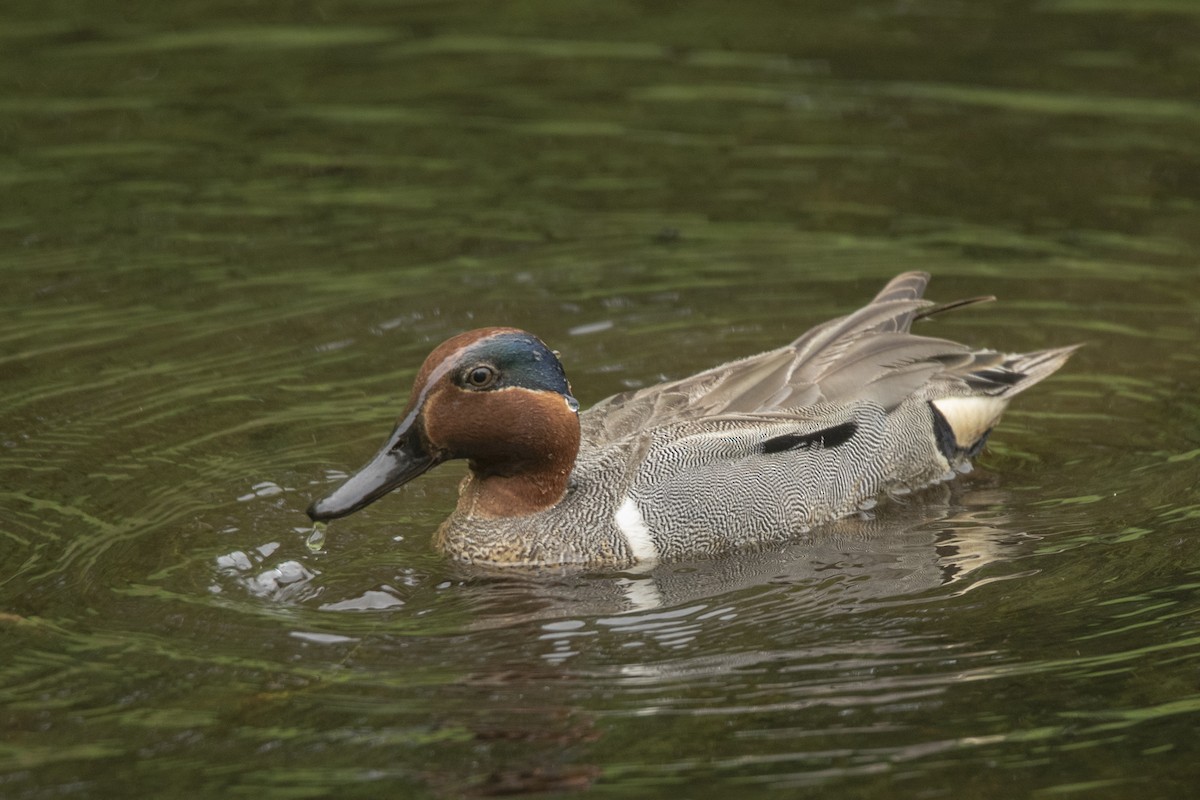 Green-winged Teal - ML620446166