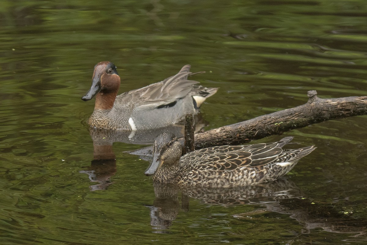 Green-winged Teal - ML620446167