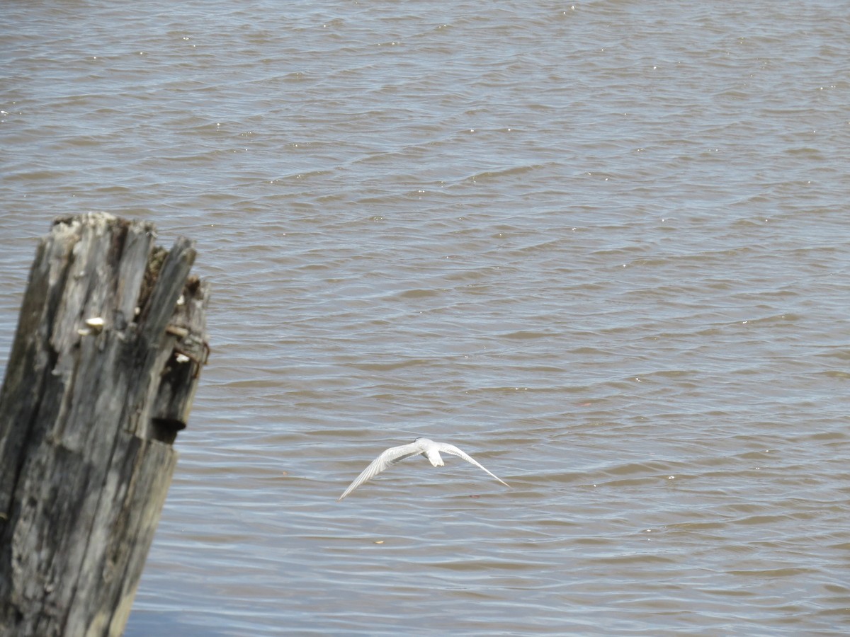 Weißbart-Seeschwalbe - ML620446169